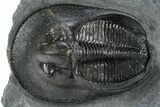 Gorgeous Scotoharpes Trilobite - Boudib, Morocco #355815-2